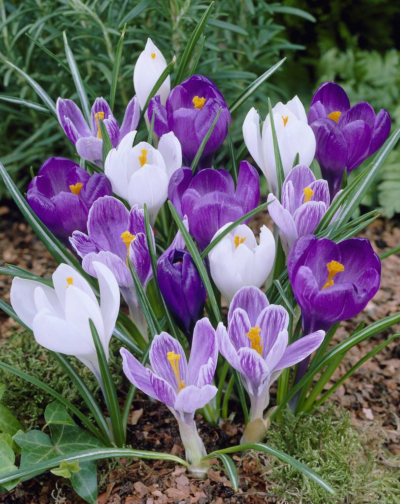 Het beste Durf belasting Krokussen Early Purple- prachtige paars/witte mix! - Tulip Store