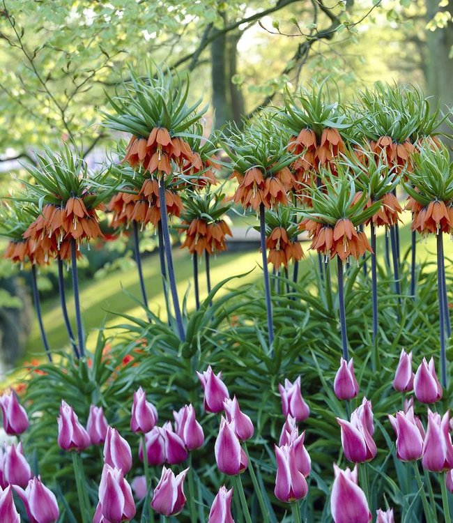 Fritillaria Aurora