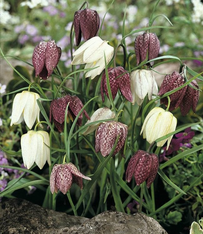 Fritillaria meleagris