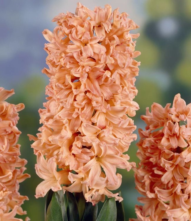 Hyacinth Gipsy Queen