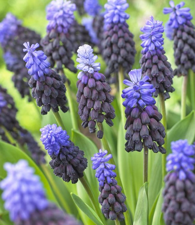Muscari latifolium