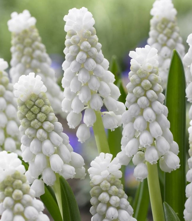 Grape hyacinth Siberian Tiger