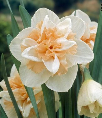 Doubleflowering daffodils - Tulip Store