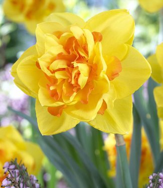 Daffodil Le Torch