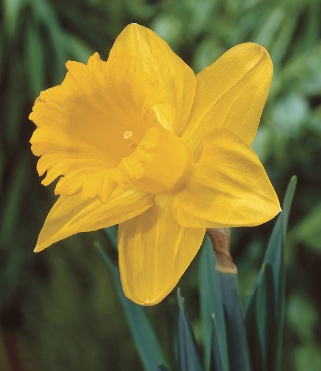 50 Dutch Master Daffodil Bulbs 