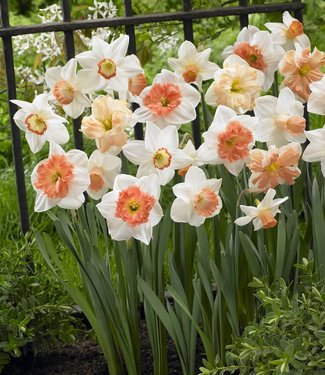 Narcissen mix Pink Family