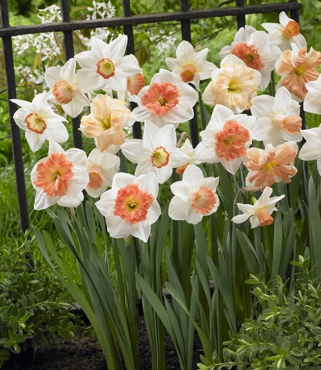 Narcissus mixture Pink Family