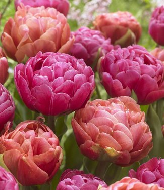 Tulipan Best Friends