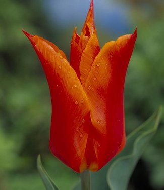 Tulpe Ballerina