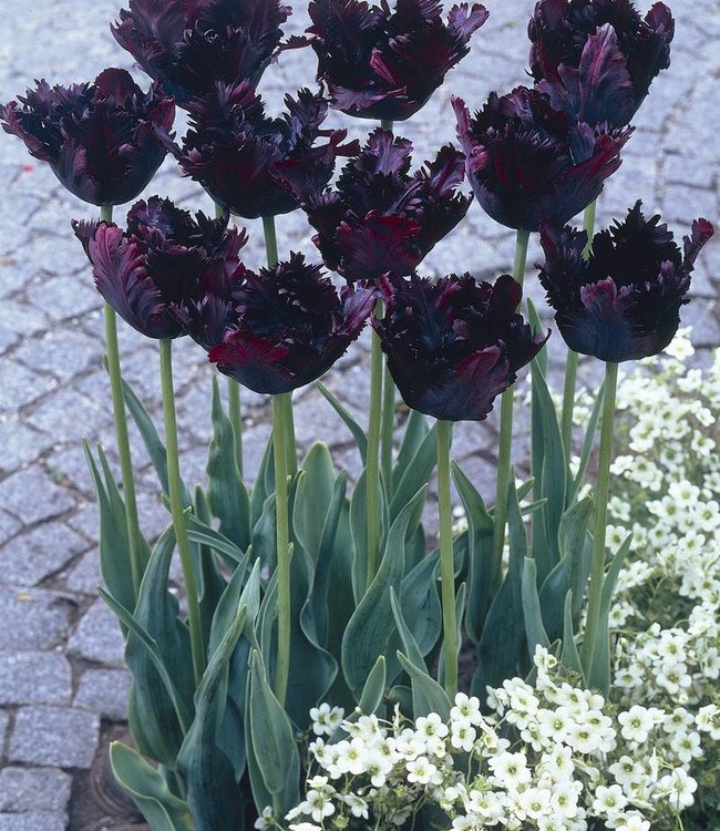 Tulipa Black Parrot