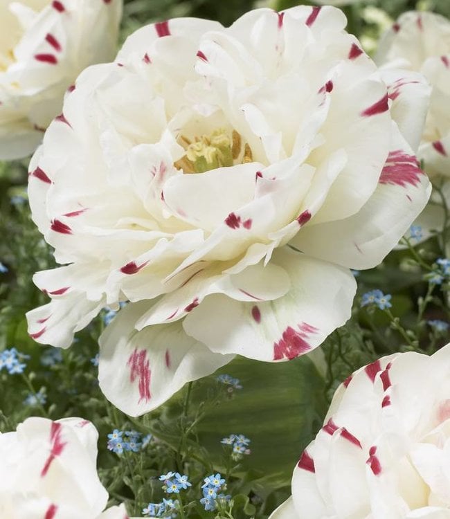 Bulbes de tulipes Maureen - de très grandes fleurs d'un blanc éclatant ! 