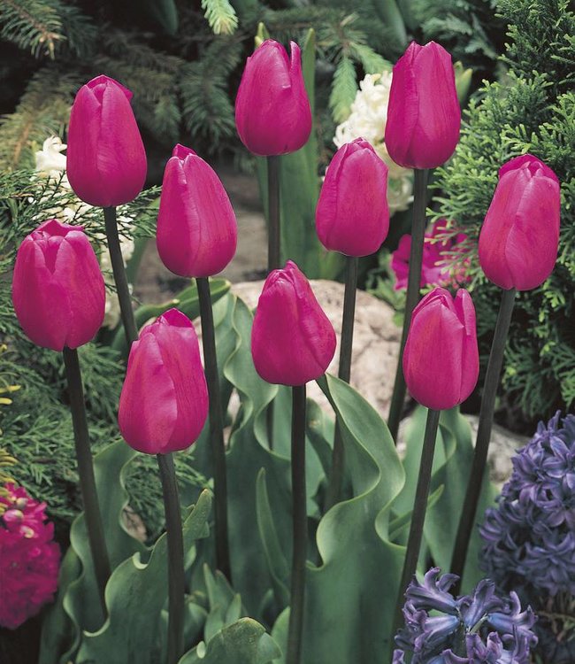 Tulp Don Quichotte