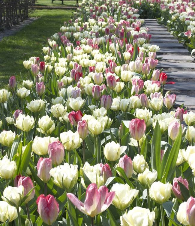 Tulipan Dream Carpet