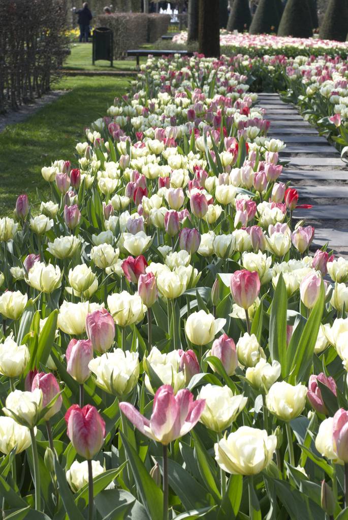 25 Bulbes De Tulipes Rose Et Rouge - Collection Exclusive De Hollande, Vivaces Et Résistantes Au Froid Pour Jardin Et Balcon