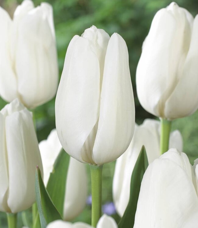 Tulipe Hakuun