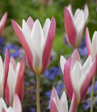 Tulip Lady Jane