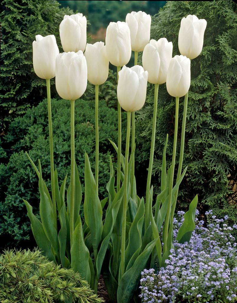 Bulbes de tulipes Maureen - de très grandes fleurs d'un blanc éclatant ! 