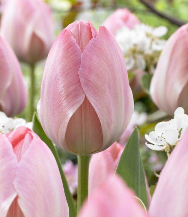 Bulbes de tulipes Mystic van Eijk - une tulipe rose grande et précoce ! -