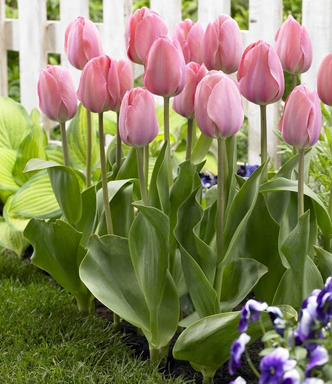 Tulipa Mystic van Eijk