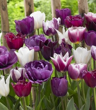 Tulpenmix Purple Explosion