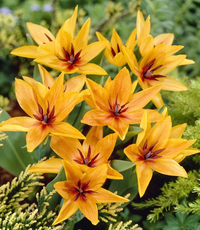 Tulipa Praestans Shogun