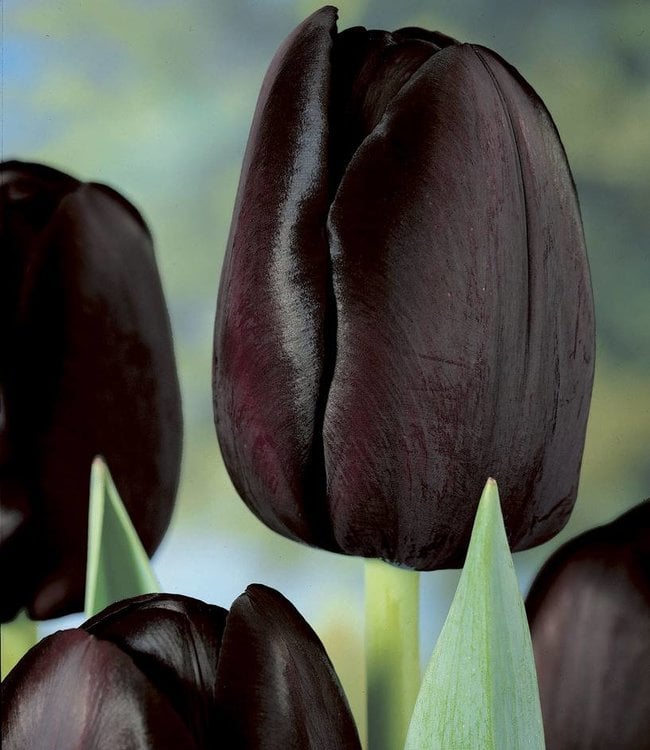 10 x Queen of Night Tulip Bulbs Size 11/12 Single Late Tulipa Spring  Flowers Black Garden & Outdoors Bulbs umoonproductions.com