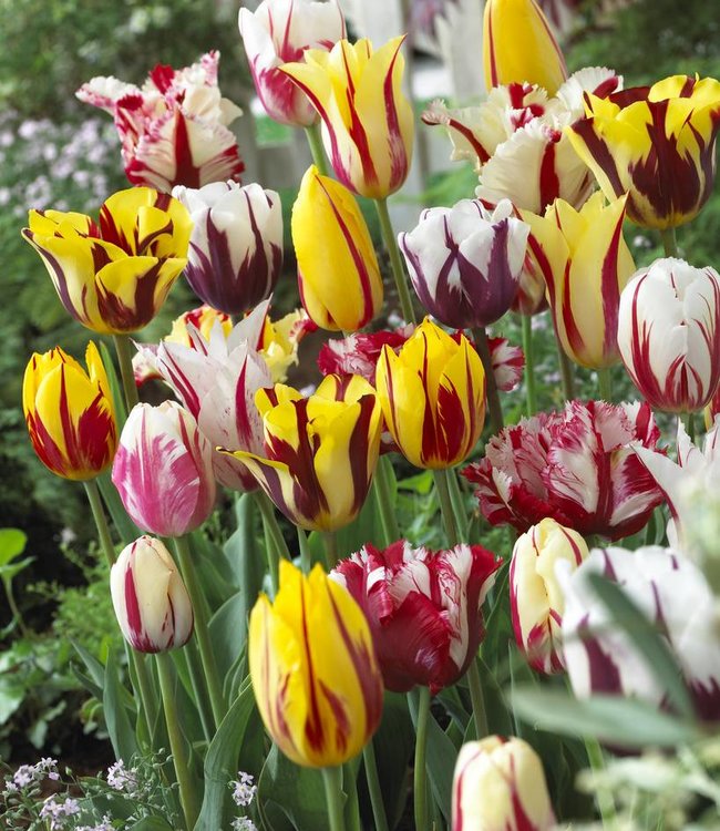 Tulip mixture Rembrandt Selection