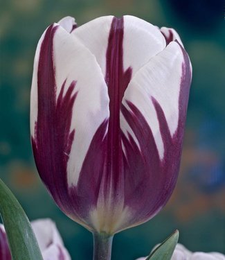 Tulipan Rem's Favourite