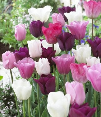 Mélange de tulipes Pretty in Pink