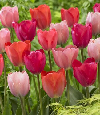 Mieszanka tulipanów Family van Eijk