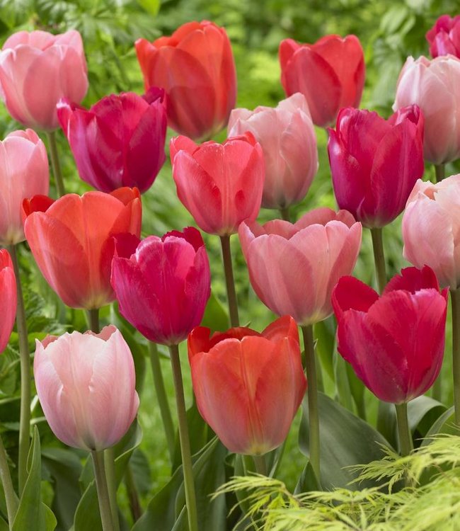 Tulip mixture Family van Eijk