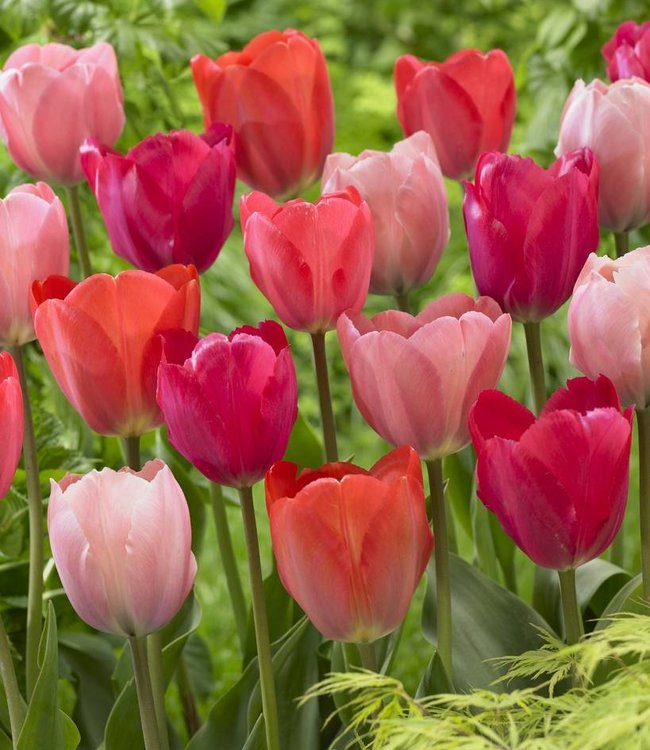 Dutch Darlings Tulip Mixture, Best Deal on Tulips