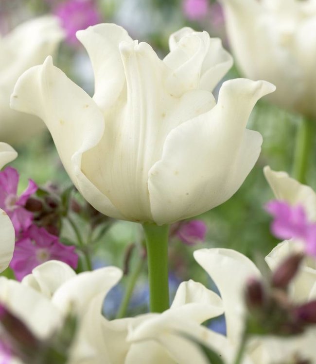Tulip bulbs White Liberstar very special white tulip! Tulip Store