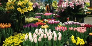 Lentetuin Breezand 2016