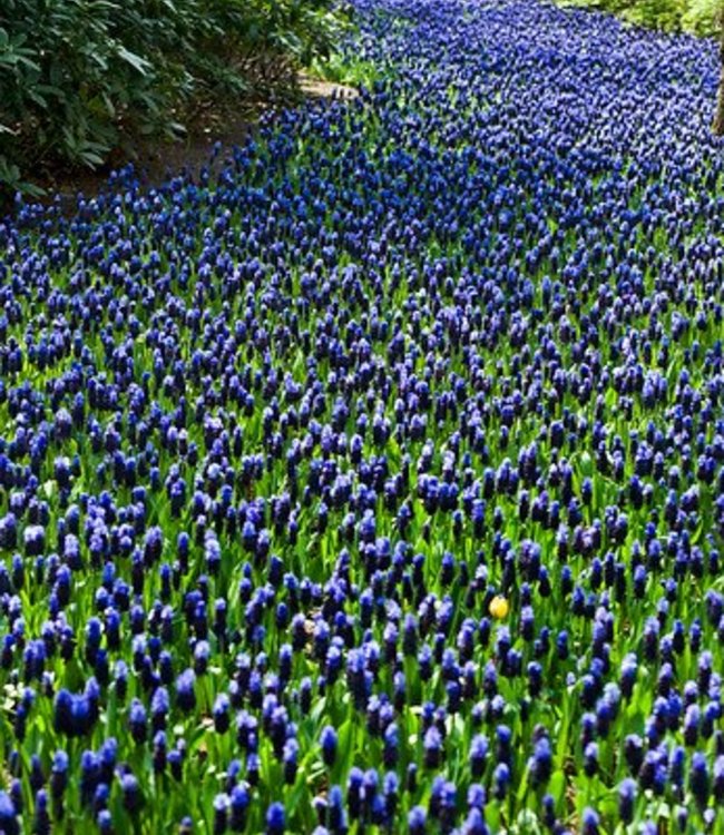Muscari latifolium