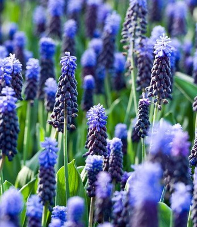 Muscari latifolium