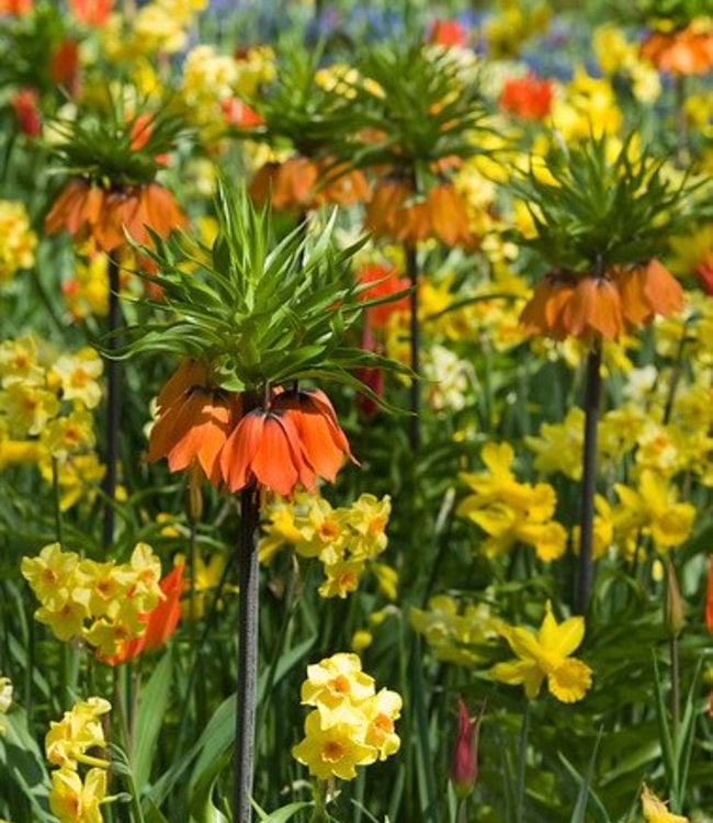 Fritillaria Aurora - große, orange glockenförmige Blumen - Tulip Store