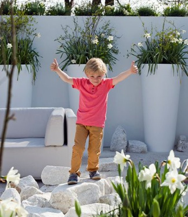 Narcissus Snowy Mountain