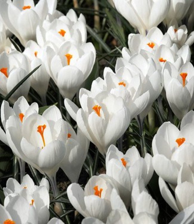 Crocus Jeanne d'Arc