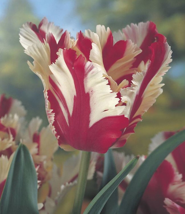 Tulipa Rembrandt Selection