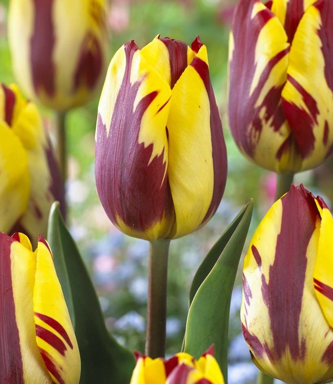 Tulipa Rembrandt Selection