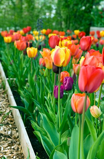 Roba Tulp Tulpenbollen Red Impression - hele grote, rode tulp! - Tulip Store
