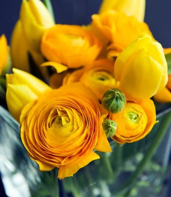 Ranunculus Mix - wunderschone Mischung! - Tulip Store