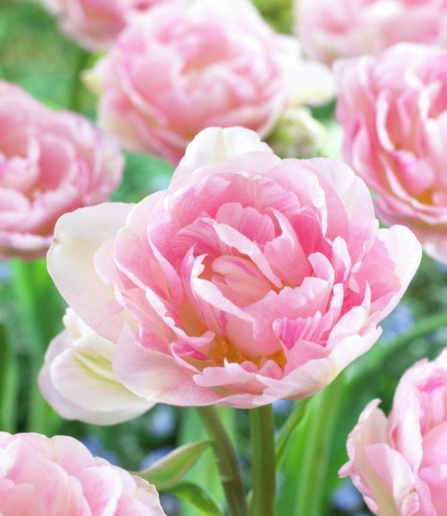 Bulbes De Tulipes Angelique Des Tulipes Pivoines Rose Clair Tr s 