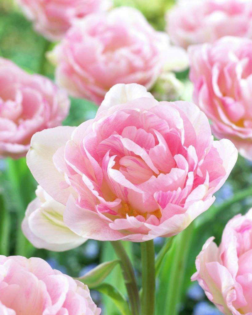 Tulip Bulbs Angelique Popular Softpink Peony Tulip Tulip Store Tulip Bulbs Angelique Popular Softpink Peony Tulip Tulip Store