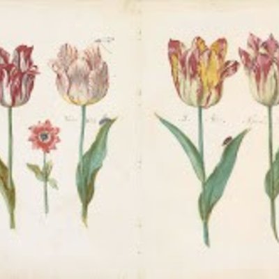 History of the tulip