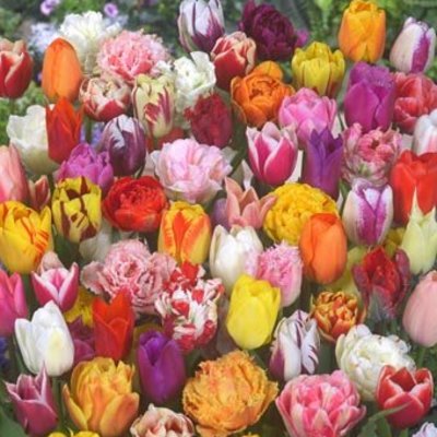 Tulips