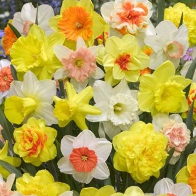 Daffodils