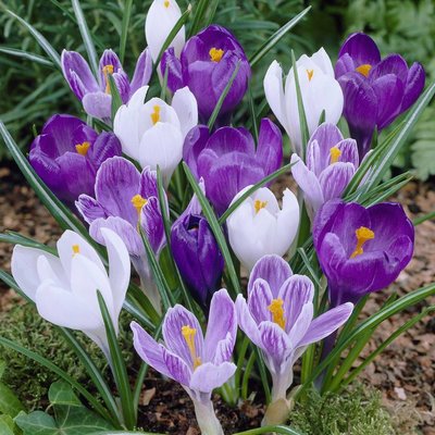Crocus