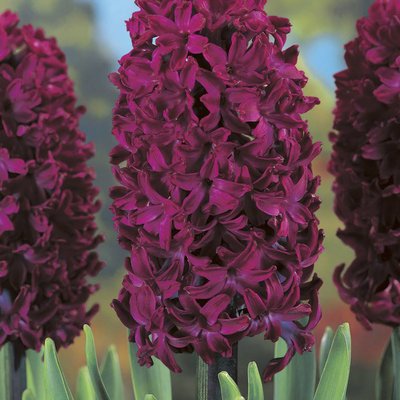 Hyacinths